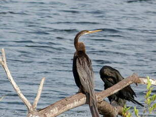 Anhinga roux