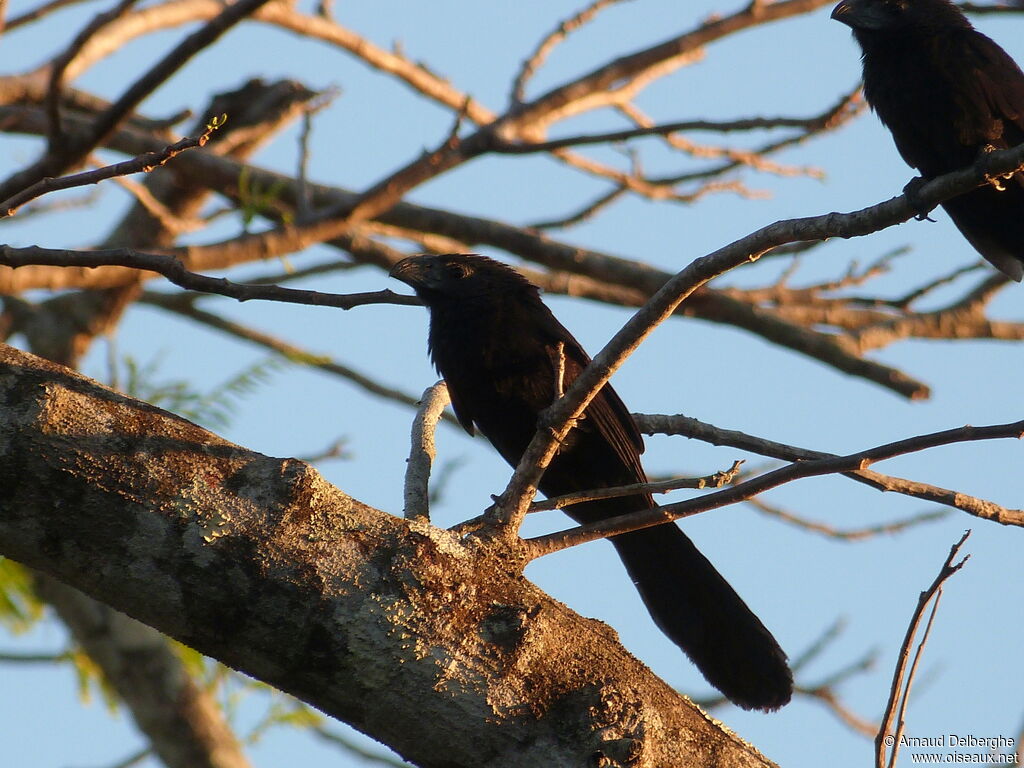 Groove-billed Ani