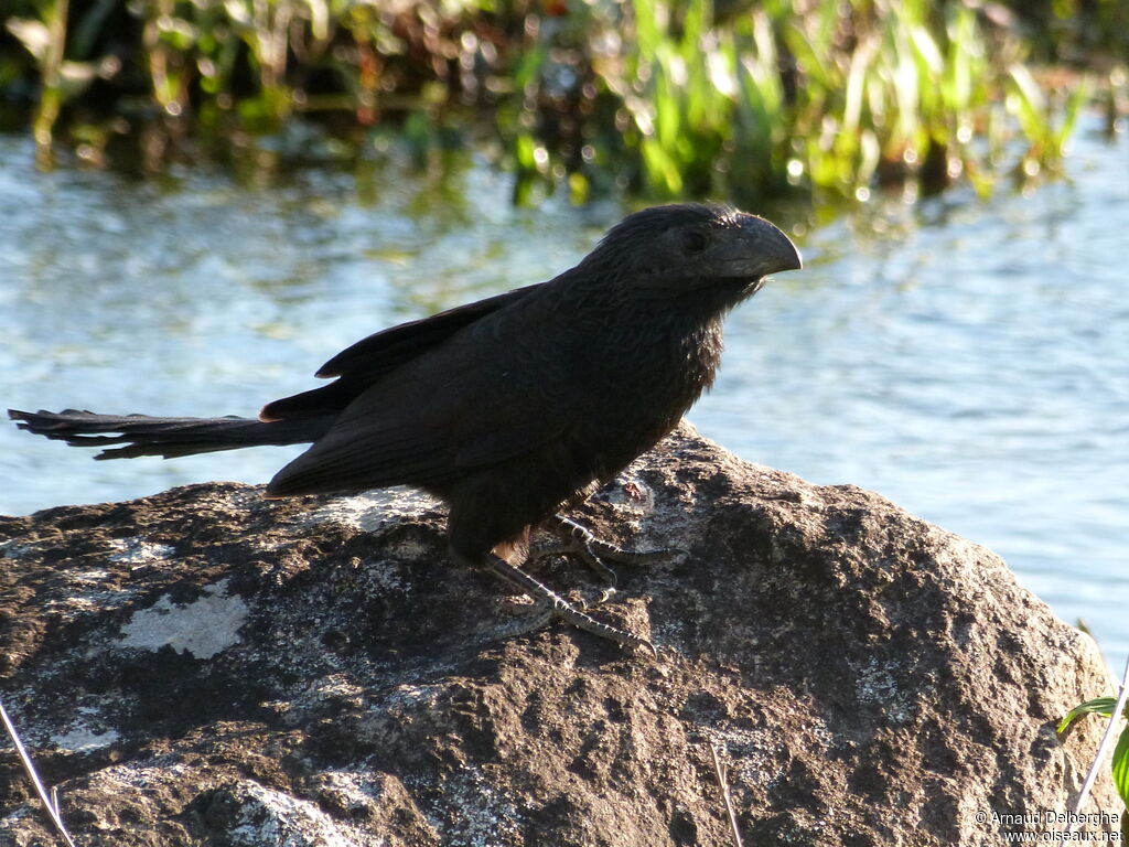 Groove-billed Ani