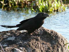 Groove-billed Ani