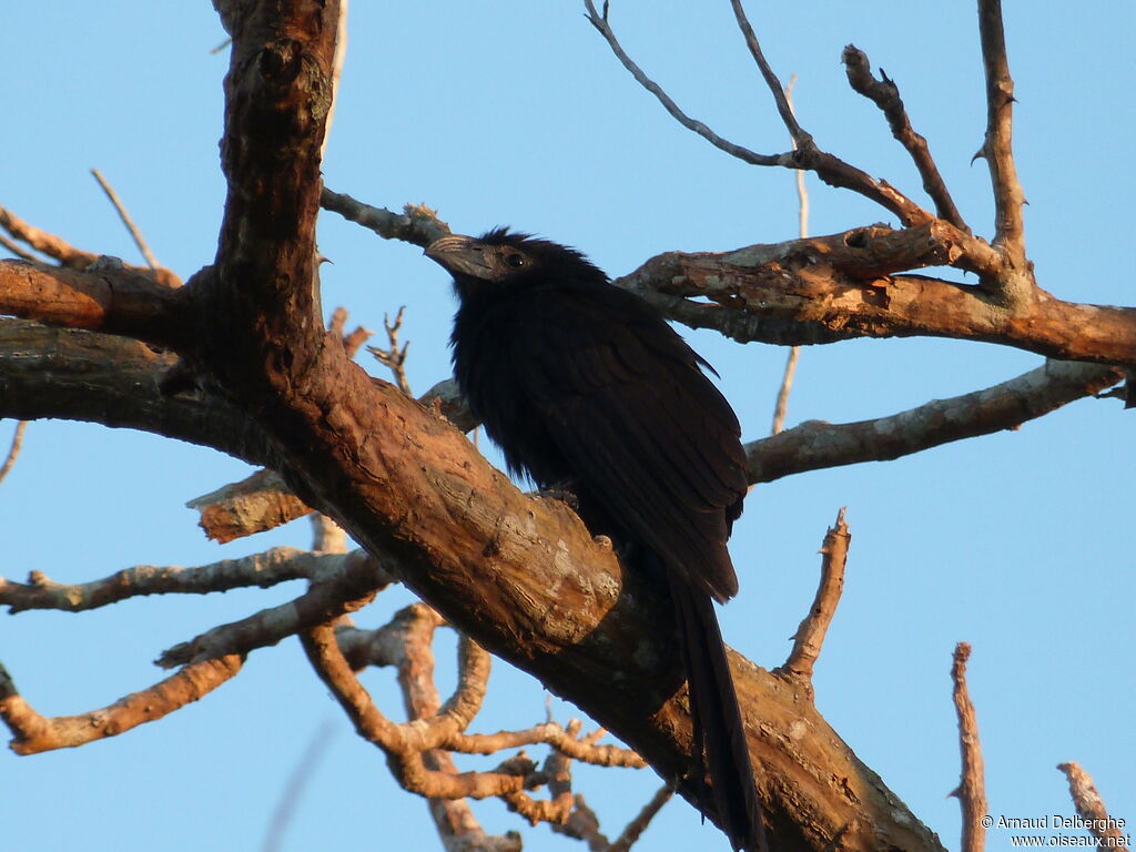 Groove-billed Ani