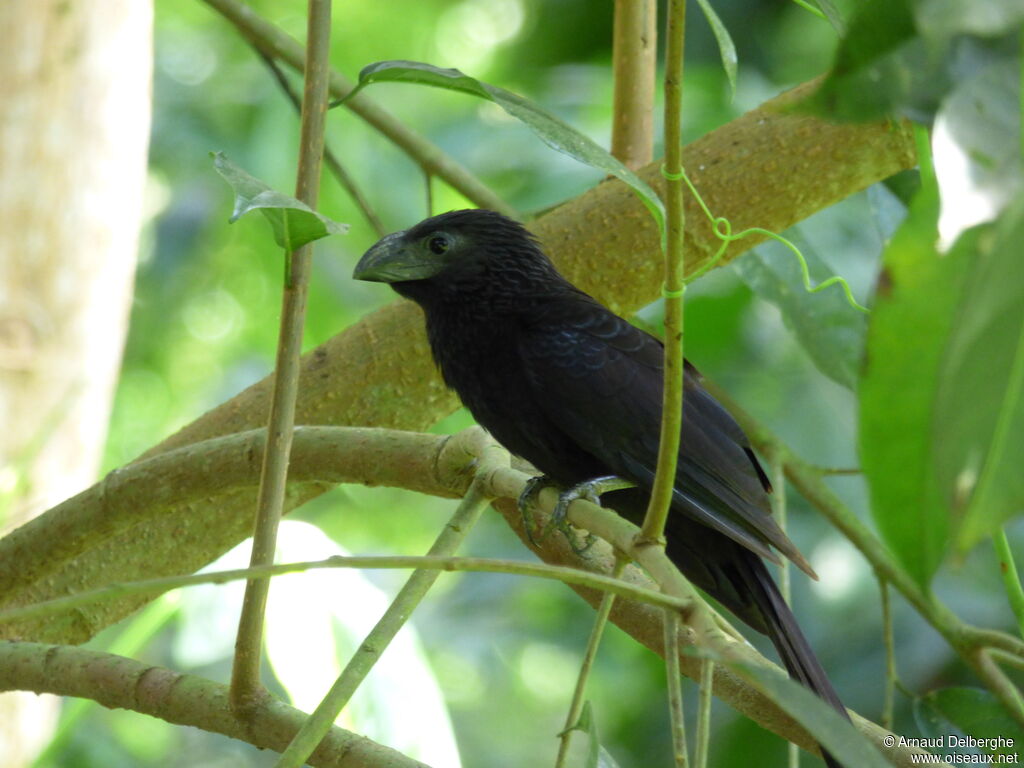 Groove-billed Ani