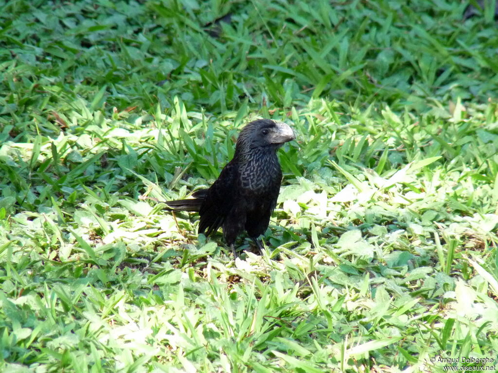 Smooth-billed Ani