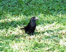 Smooth-billed Ani