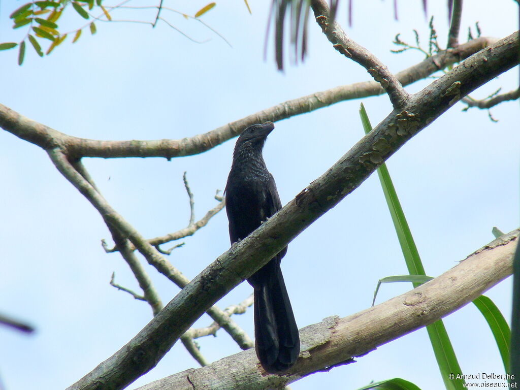 Smooth-billed Ani