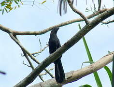 Smooth-billed Ani