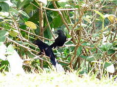 Smooth-billed Ani