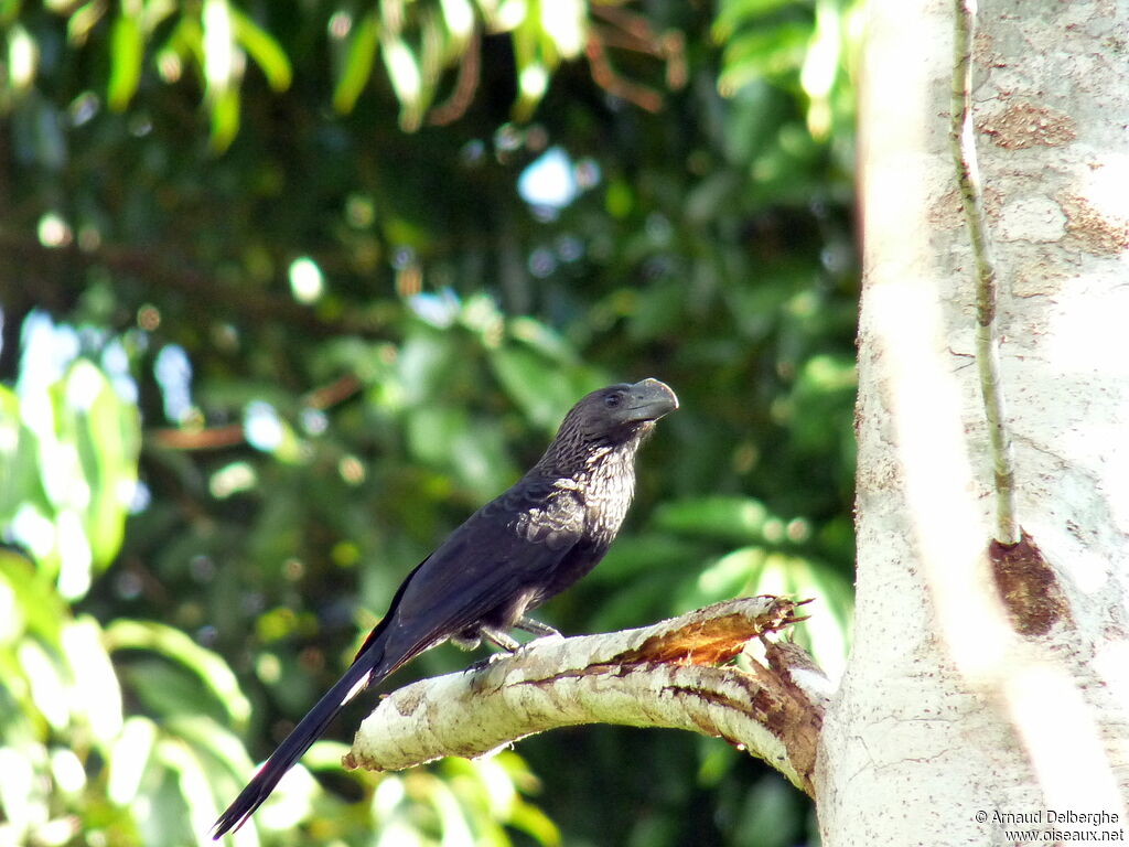 Smooth-billed Ani