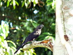 Smooth-billed Ani