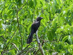 Smooth-billed Ani