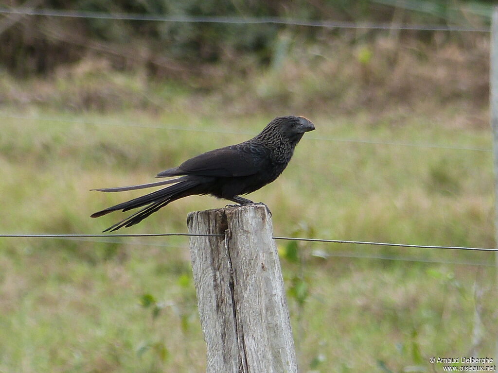 Smooth-billed Ani