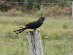 Smooth-billed Ani