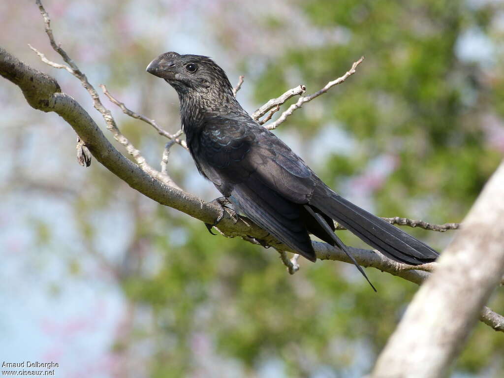 Smooth-billed Aniadult, identification