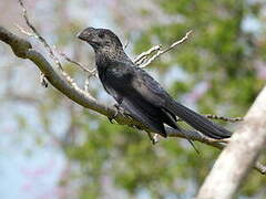 Smooth-billed Ani