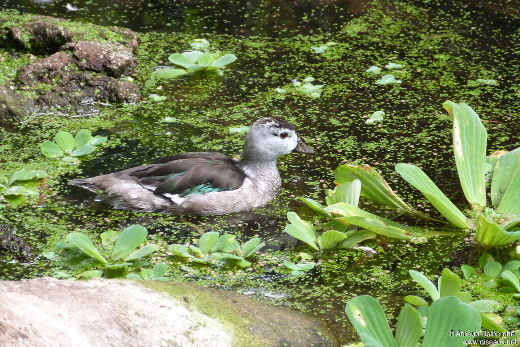 Cotton Pygmy Goose