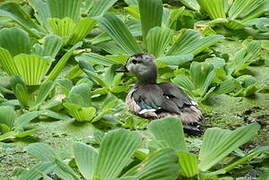 Cotton Pygmy Goose