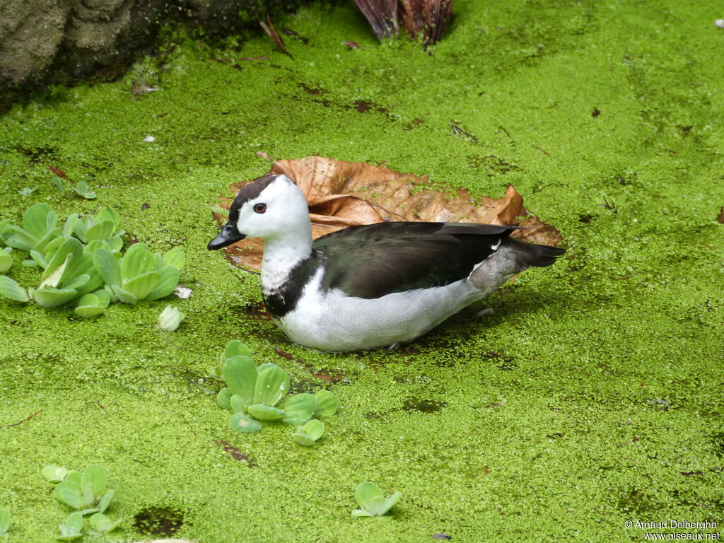 Cotton Pygmy Goose male adult, identification