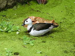 Cotton Pygmy Goose