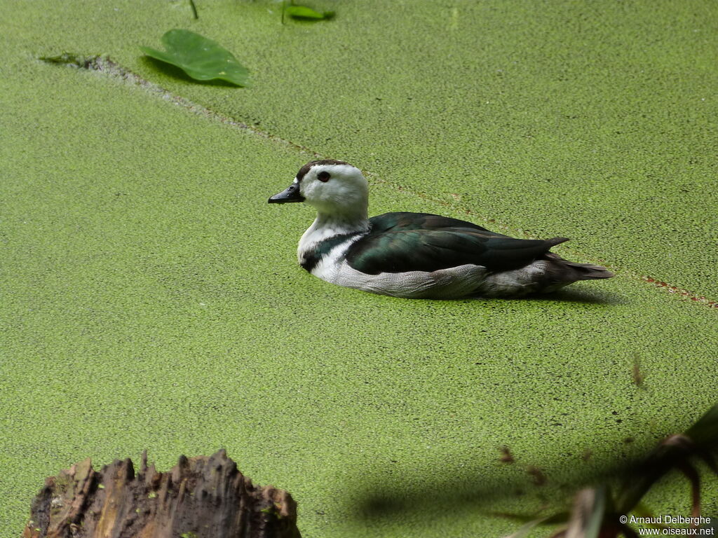 Cotton Pygmy Goose