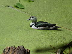 Cotton Pygmy Goose