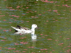 Cotton Pygmy Goose