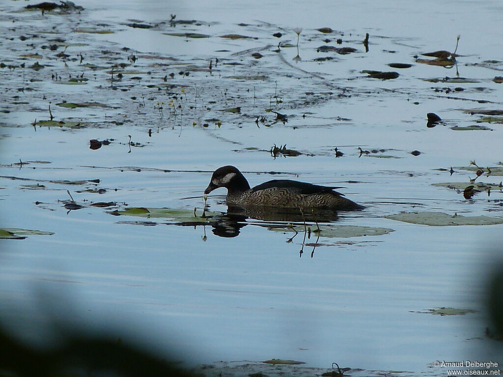 Green Pygmy Goose male