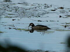 Green Pygmy Goose