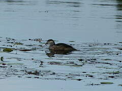 Green Pygmy Goose