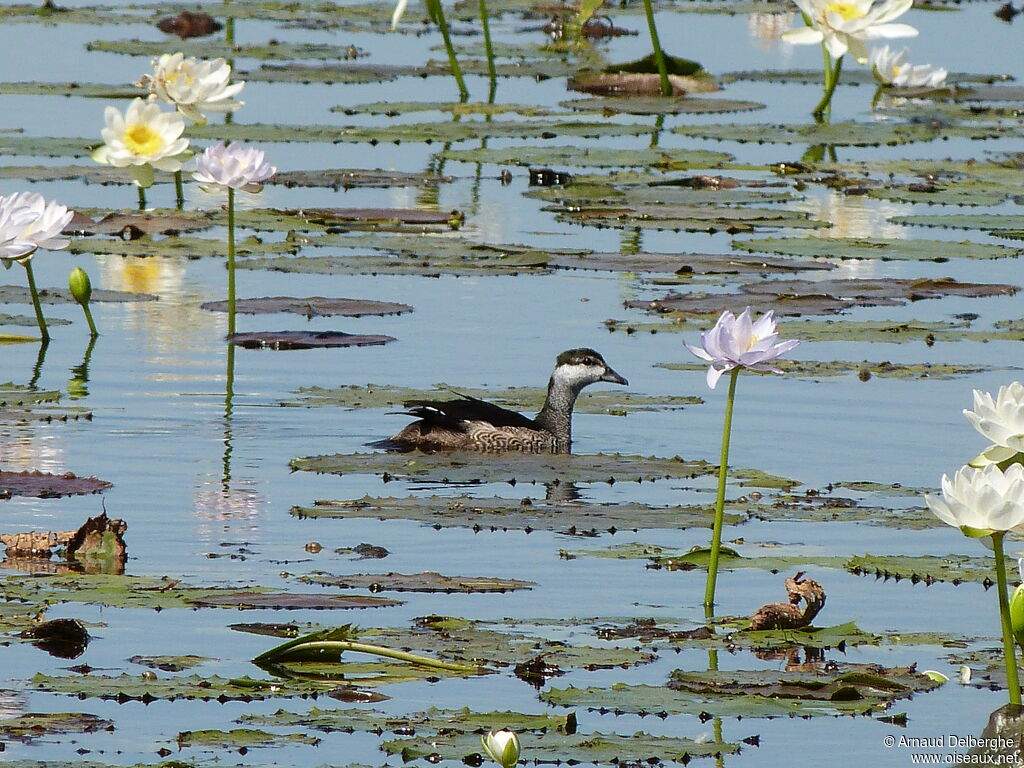 Green Pygmy Goose