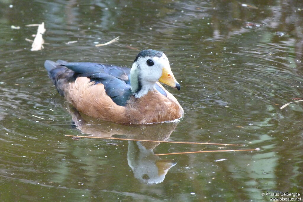 African Pygmy Goose