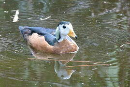 African Pygmy Goose