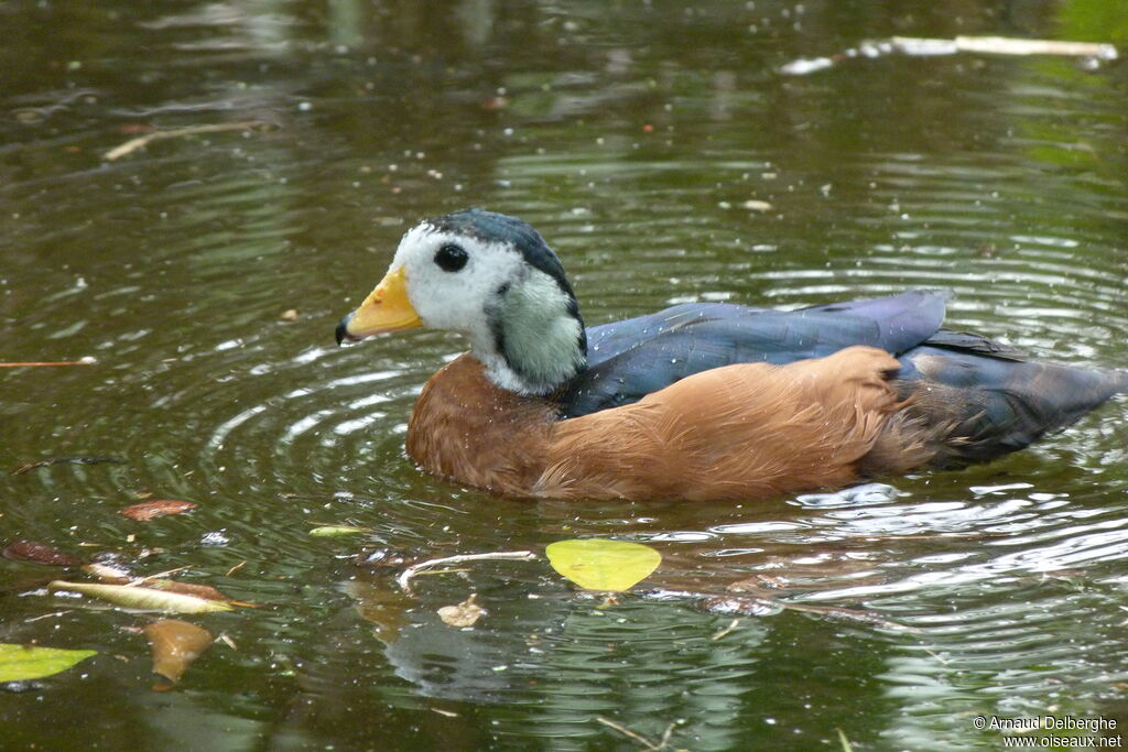 African Pygmy Goose