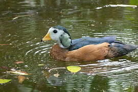 African Pygmy Goose