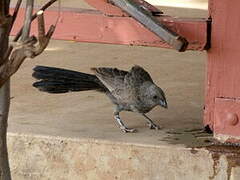 Apostlebird