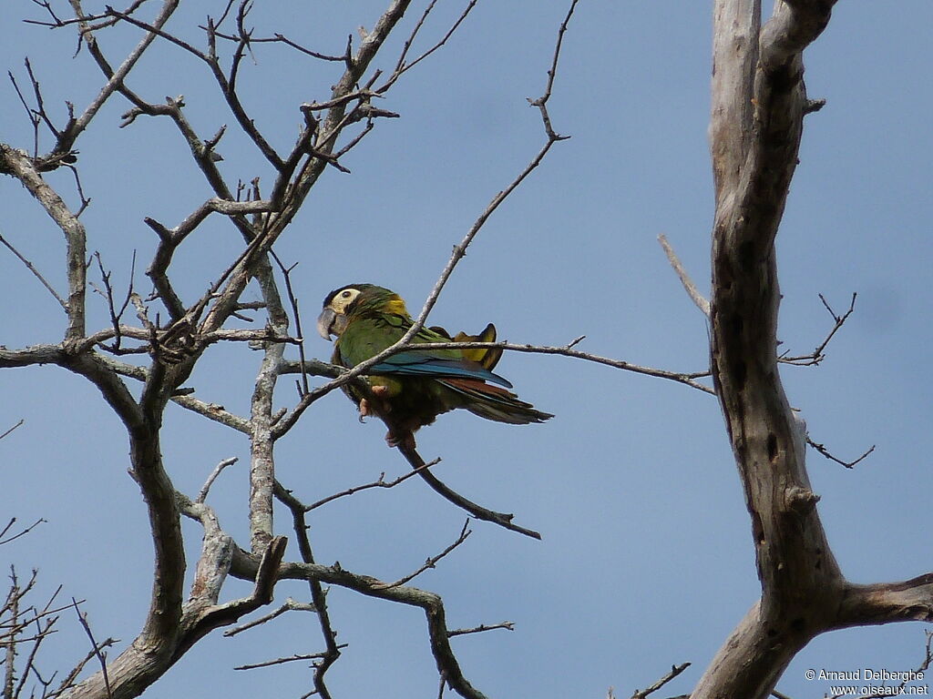 Golden-collared Macaw