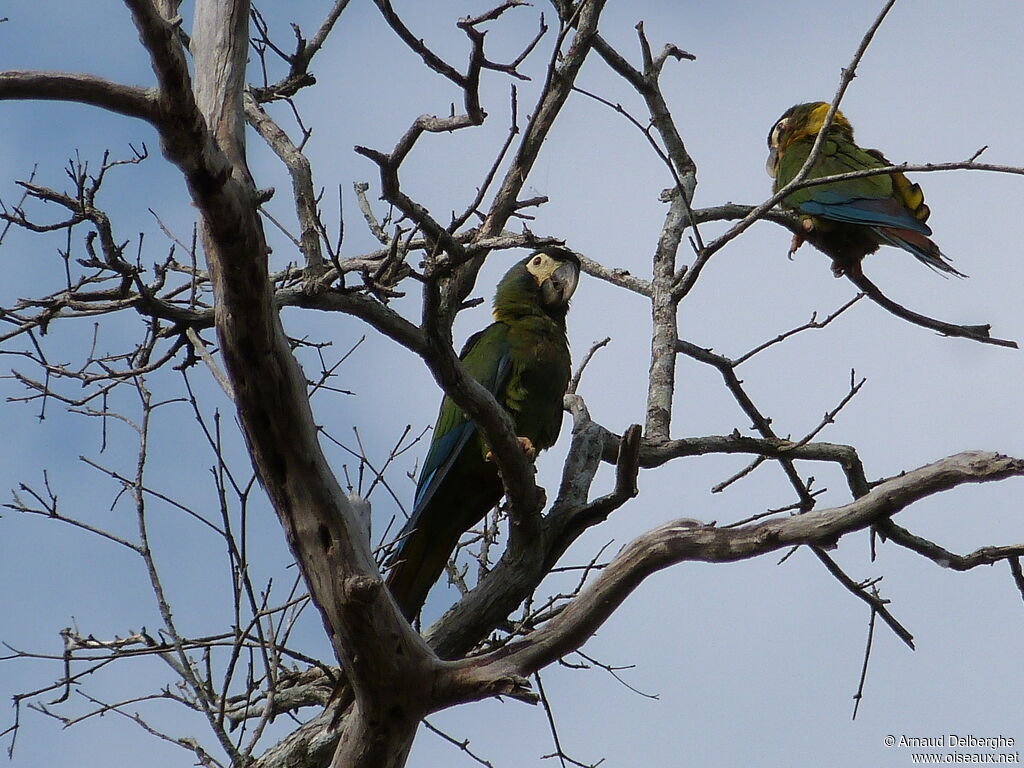 Golden-collared Macaw