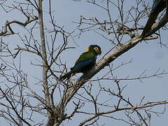 Golden-collared Macaw