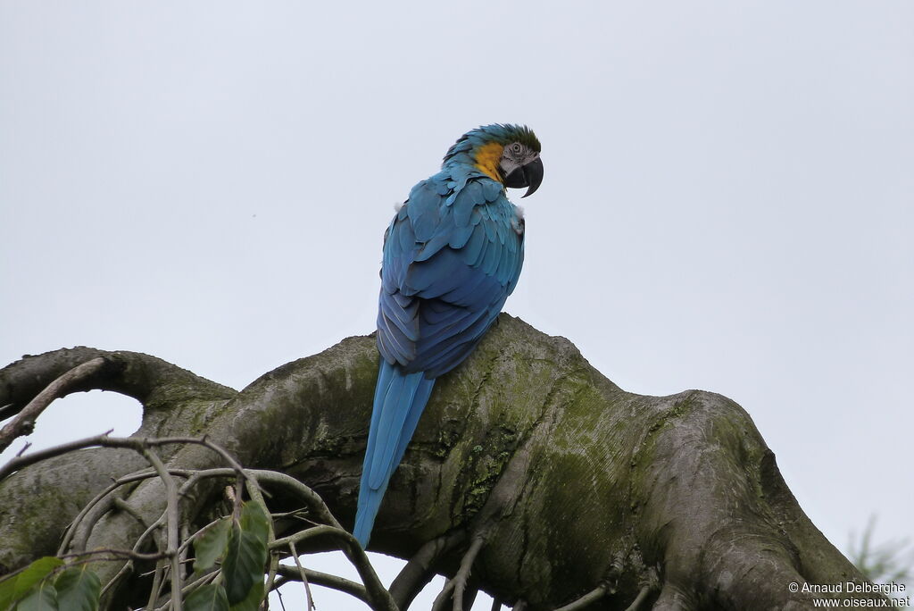 Blue-and-yellow Macaw