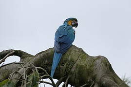 Blue-and-yellow Macaw