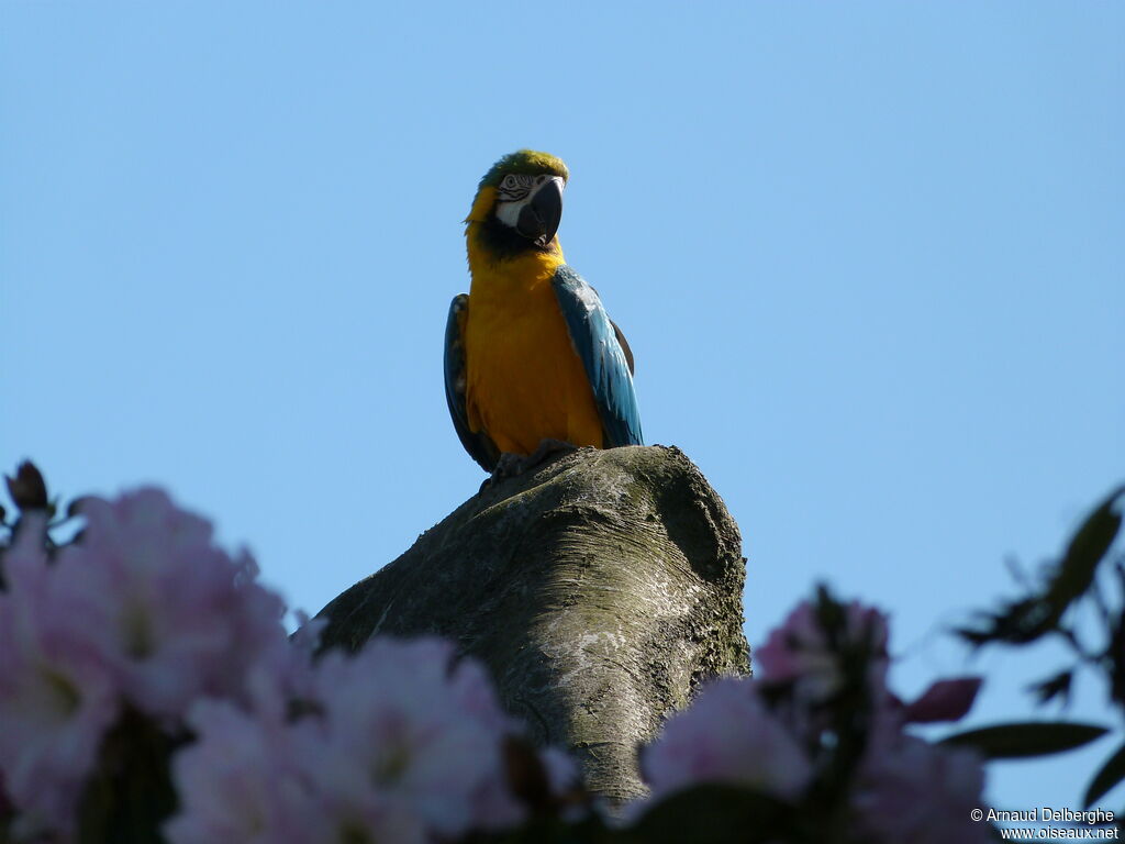 Blue-and-yellow Macaw