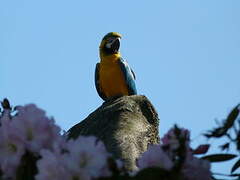 Blue-and-yellow Macaw