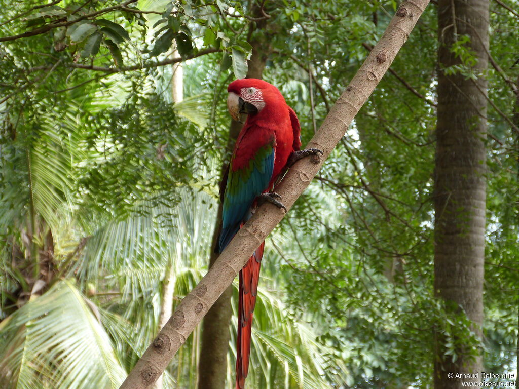 Red-and-green Macaw