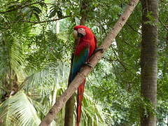 Red-and-green Macaw