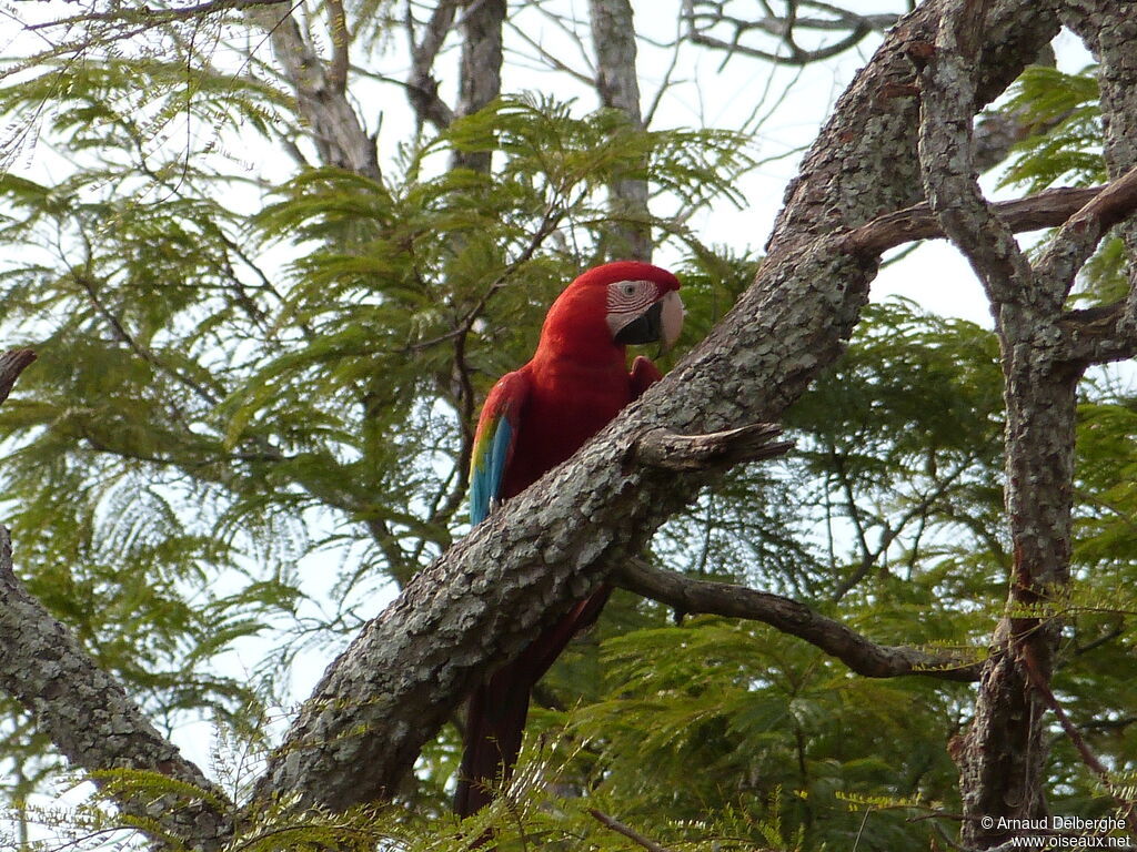 Red-and-green Macaw