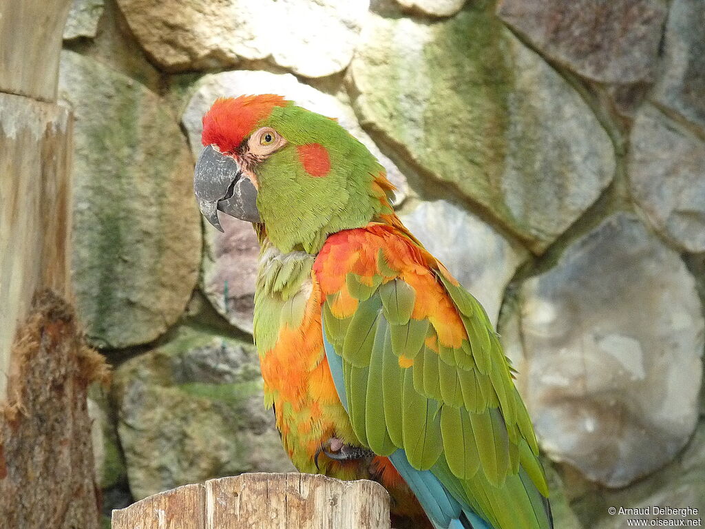 Red-fronted Macaw