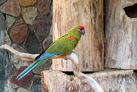 Red-fronted Macaw