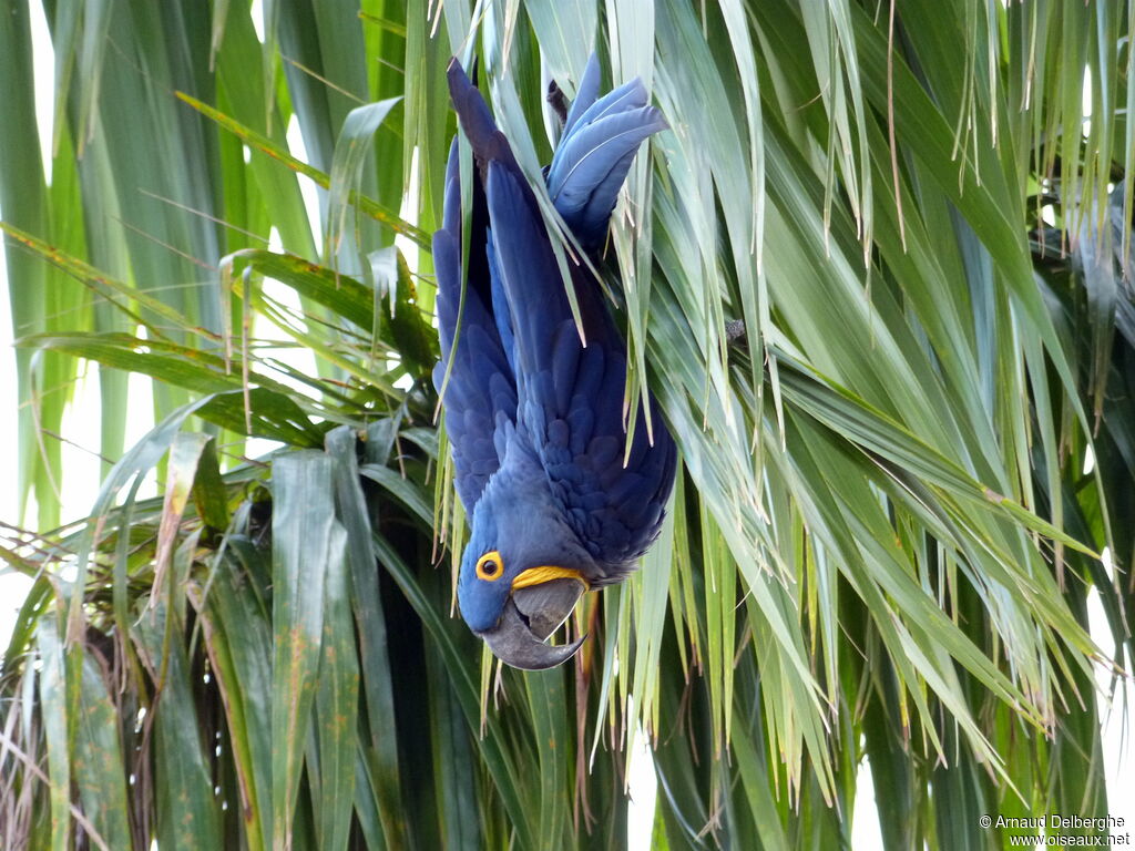 Hyacinth Macaw