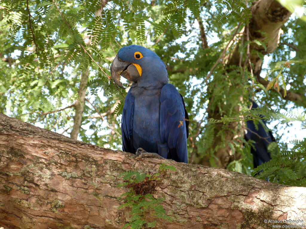 Hyacinth Macaw