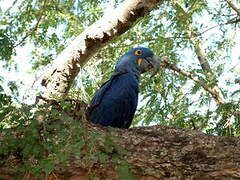 Hyacinth Macaw