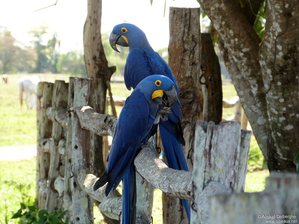 Hyacinth Macaw